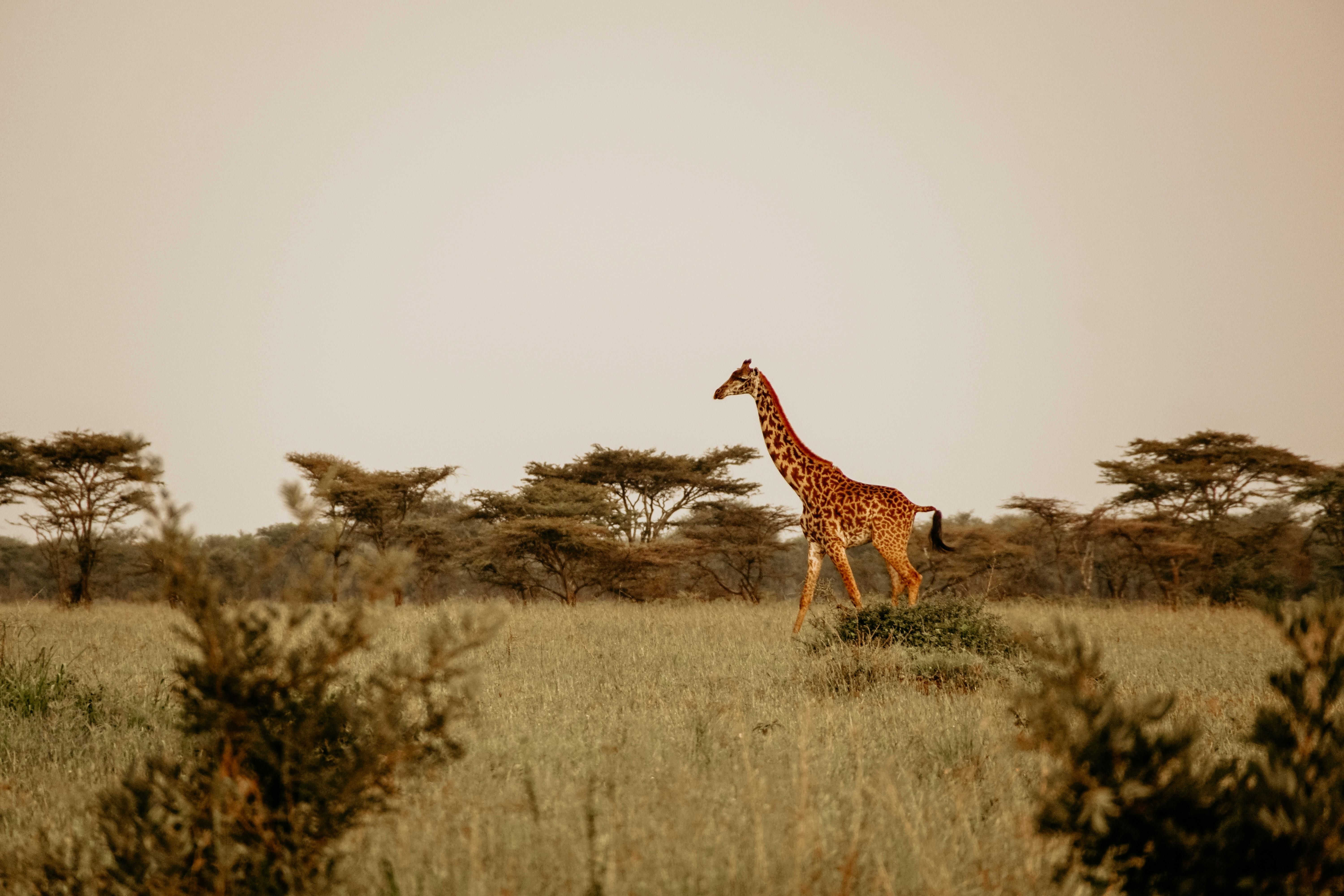 Africa